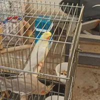 عروس هلندی سخنگو|پرنده|ابهر, |دیوار