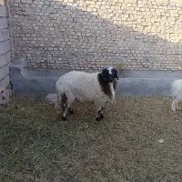 فروش بره بومی دهج