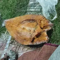 ماهی شیر.قزل وزمین کن