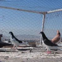 کفتر|پرنده|شیراز, کوشک میدان|دیوار