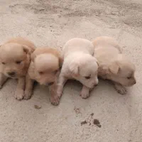 سگ پاکوتاه