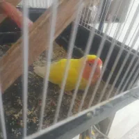 طوطی کوتوله برزیلی یکساله عالیشهر|پرنده|بوشهر, |دیوار