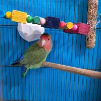 طوطی برزیلی|پرنده|محمدیه-قزوین, |دیوار