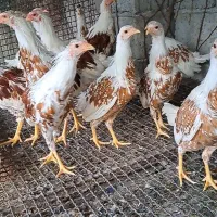 فروش یوکوهاما|حیوانات مزرعه|رامسر, |دیوار