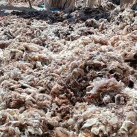 پشم شسته|رختخواب، بالش، پتو|بجنورد, |دیوار