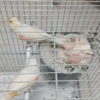 قناری با جوجه