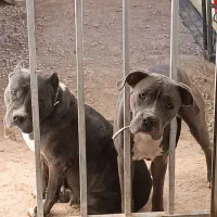 واگذاری امریکن پیتبول