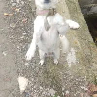 سگ اشپیتز ماده|سگ|ایزدشهر, |دیوار