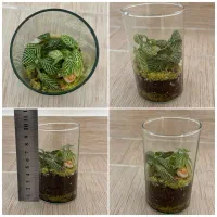 انواع گل و گیاه خاص|گل و گیاه طبیعی|مراغه, |دیوار