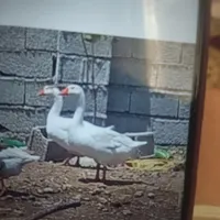 فروش غاز و قوقاز