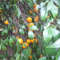 اجاره باغ|اجارهٔ کوتاه‌مدت ویلا و باغ|کازرون, |دیوار