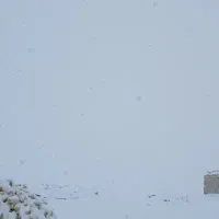 ... کالاف فورش فوری