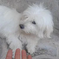 واگزاری سگ شیتزو