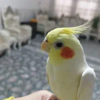 عروس هلندی|پرنده|قم, ولیعصر|دیوار