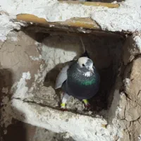 کبوتر شازده