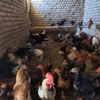 خروس محلی|حیوانات مزرعه|بیلوار, |دیوار