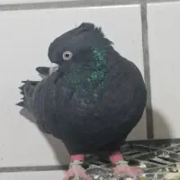 کبوتر سینه.زاغ آبادانی.سوسنی|پرنده|مرودشت, ابوذر جنوبی|دیوار