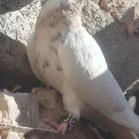 کبوتر ماده طوق اجری خال سیاه|پرنده|کوهبنان, |دیوار