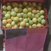 زردآلو فروشی