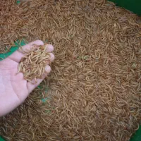 میلورم خشک و زنده