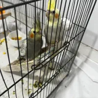 عروس هلندی جوجه|پرنده|قدس, شهر‌قدس|دیوار