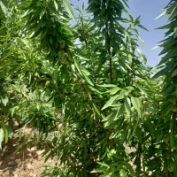 باغ بادام زیره بار شوراب صغیر