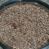 لوبیا چیتی