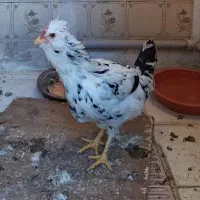 مرغ گلین جوان