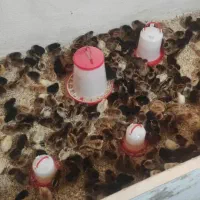 جوجه مرغ رسمی گلپایگان اصلاح شده