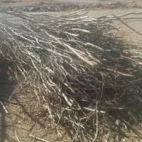 شاخه های درخت صنوبر|عمدهفروشی|داران, |دیوار