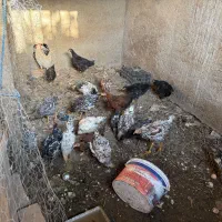 جوجه مرغ و خروس ۷ ماهه
