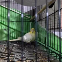 عروس هلندی لیتینوماده