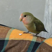 برزیلی ماده شیطون ۹ ماهه