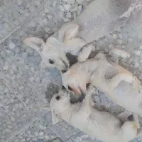 سگ بازگوش|سگ|برازجان, |دیوار