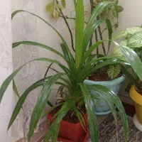 سه عدد گل اپارتمانی