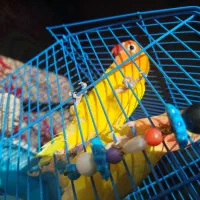 4عدد طوطی برزیلی|پرنده|زرند, |دیوار