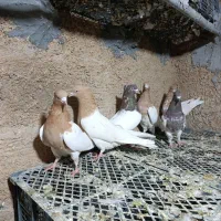 پرنده|پرنده|بروجرد, |دیوار