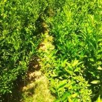 انواع نهال مرکبات|حراج|اصفهان, دانشگاه اصفهان|دیوار