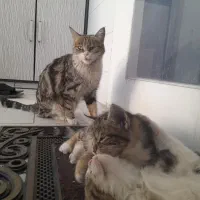 دو تا توله گربه با مادر