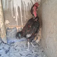 لاری|حیوانات مزرعه|پاکدشت, شهرک امام رضا|دیوار