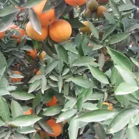 ۲عدرخت نارنگی پیج|عمدهفروشی|دابودشت, |دیوار