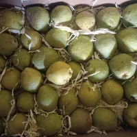 گلابی درگزی