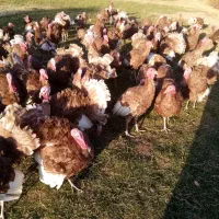 بوقلمون محلی بوربن نر|حیوانات مزرعه|بانه, |دیوار