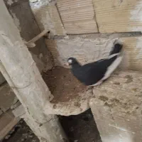 سه عدد کبوتر|پرنده|تاکستان, |دیوار