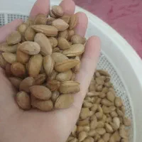بادم تلخ و ترشی بیلهر