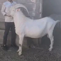 نری کره بره