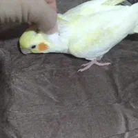 عروس هلندی لوتینو