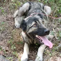 واگذاری سگ سرابی یک سال نیم ماده فی پایین|سگ|املش, |دیوار