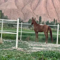 پانسیون اسب محدوده دماوند با نازلترین قیمت|اسب و تجهیزات اسب‌سواری|تهران, آجودانیه|دیوار