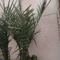 گل خانگی|گل و گیاه طبیعی|میاندوآب, |دیوار